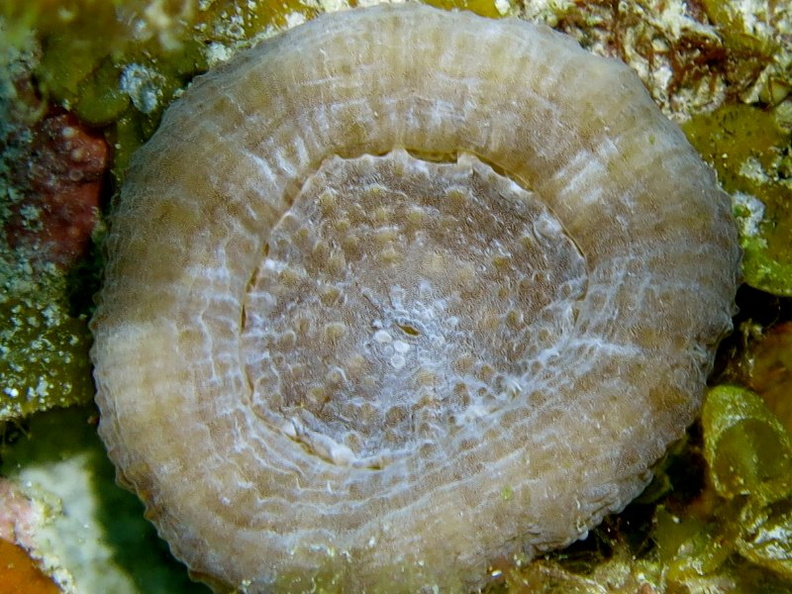 114 Solitary Disk Coral IMG_5674.jpg
